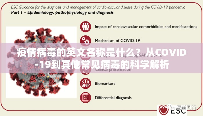 疫情病毒的英文名称是什么？从COVID-19到其他常见病毒的科学解析