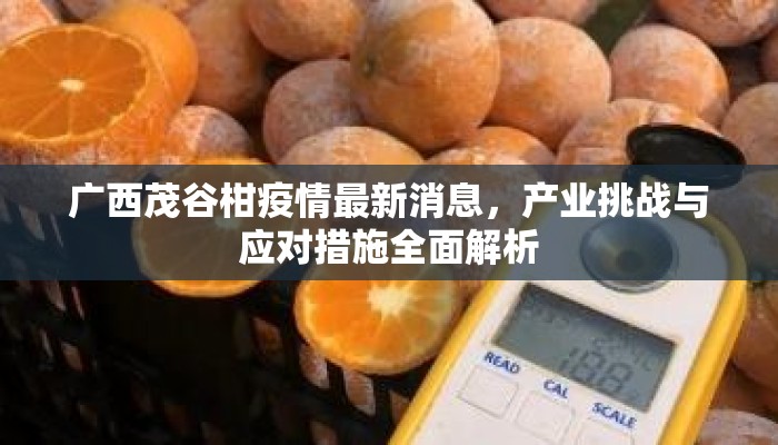 广西茂谷柑疫情最新消息，产业挑战与应对措施全面解析