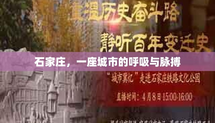 石家庄，一座城市的呼吸与脉搏