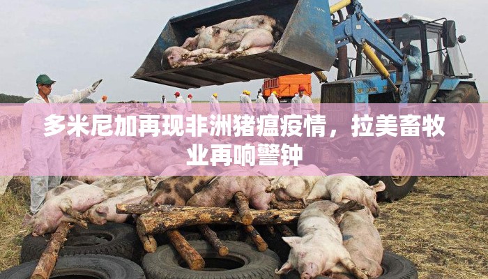多米尼加再现非洲猪瘟疫情,拉美畜牧业再响警钟 多米尼加再现非洲猪瘟疫情,拉美畜牧业再响警钟