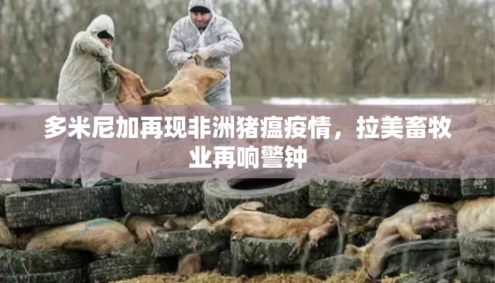 多米尼加再现非洲猪瘟疫情,拉美畜牧业再响警钟 多米尼加再现非洲猪瘟疫情,拉美畜牧业再响警钟